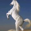 alshaieb003