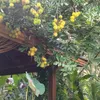 thoike_81
