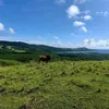 islandofcalaguas