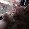 mochidaily08