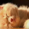 julie__6633
