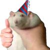 development_rat