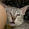 kobothecat