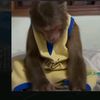 esdoger.z