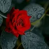 userxuo7ocox7l