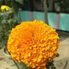 fawjiyahossain