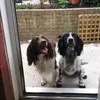 spaniels24_7