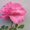 silvia_honorio35