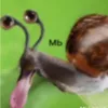 ylitka_mb