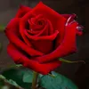 user13312395385365