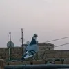 lq45