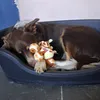 the_dog_gk