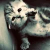 aylinnph_
