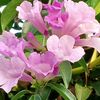 sitiaminahaminah037