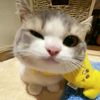 orglain._1234