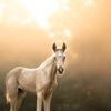Equine Legacy