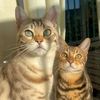 bobby_thebengal