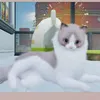 yumeakare7