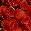 userl8y9r98blc