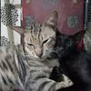 rindi_162
