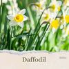 daffodils4618