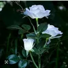 julianasrk6