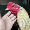 panjoelz2