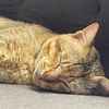 hney_peanut