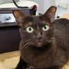 harvana_meow