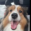 puppydogenzo