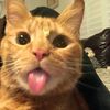 bill_cntt