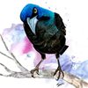 gracklegirl79