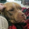 puppydog58269