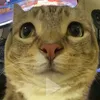 happy_111111112
