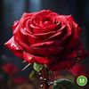 mis.rima.khartoum