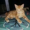 khairulfad