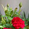 ritashrestha661