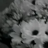 anh1209235