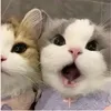 ngoc_bich213