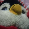 penguin5287