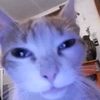 cat_lol54364