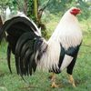 usery2jyoz96q0