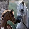 samar_1354