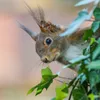 Squirrels & friends