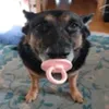 graakatee