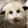 rabid_possum420