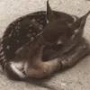 tipsygardenfairy