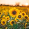 murzilka_202
