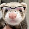 just_a_goofy_ferret