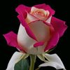 areliz15280